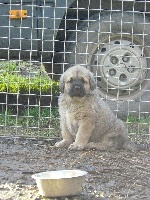 CHIOT