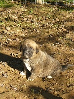 CHIOT